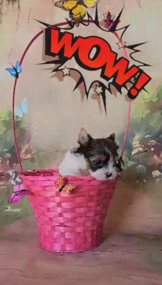 Tomas Falsas: Capturando Cachorros Biewer en Acción