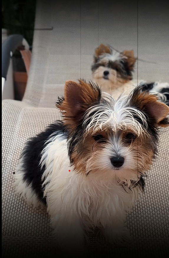 Biewer compañero y amigo