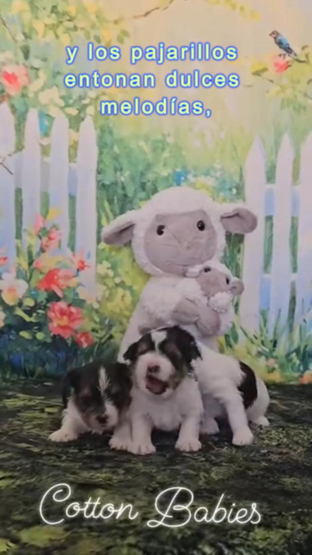 DONDE LAS FLORES PINTAN EL SUELO DE COLORES,