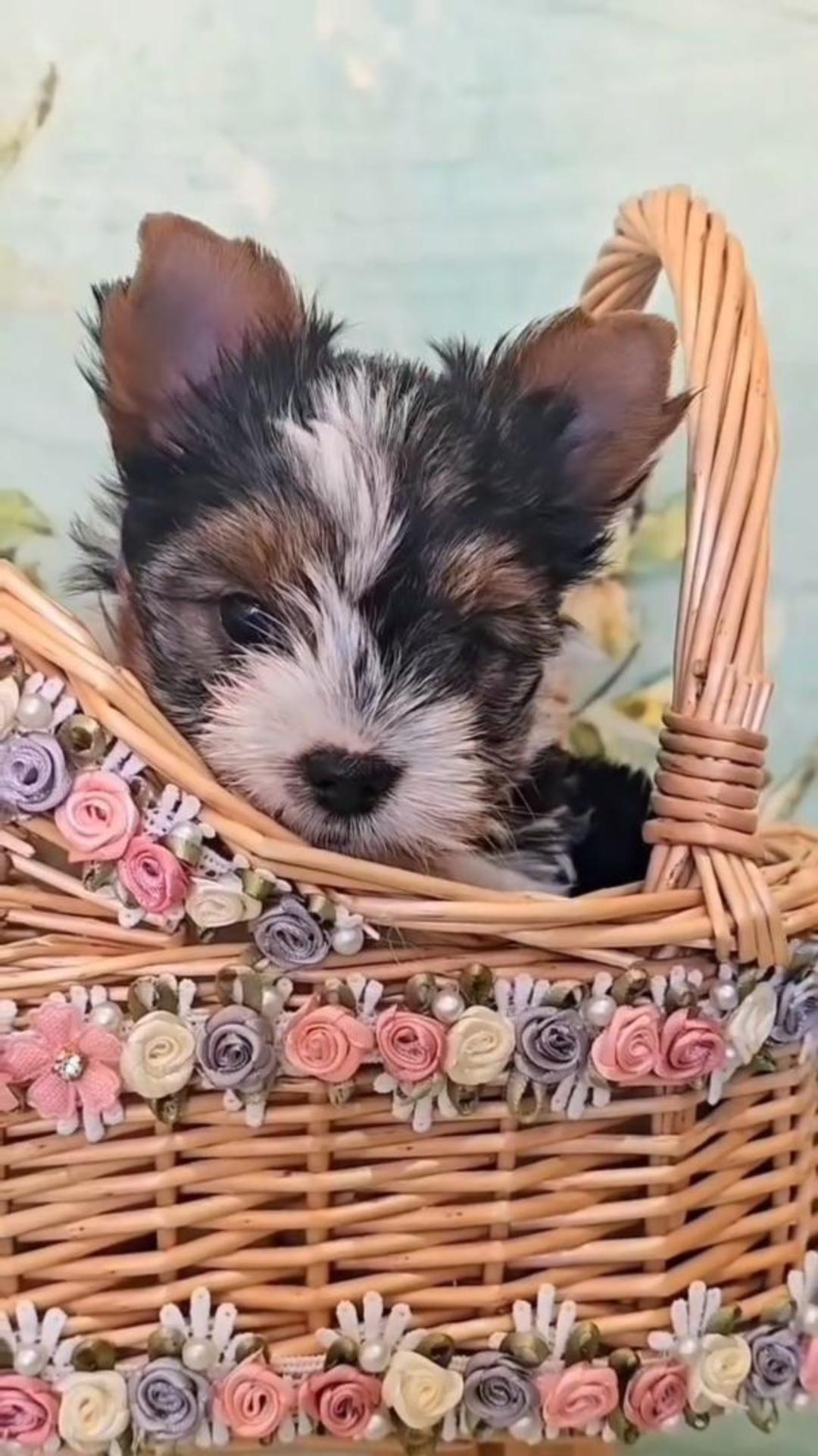 yo, Pakito: hijo de una leyenda……….