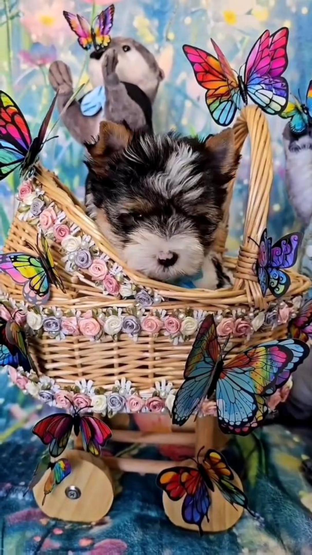 liam – Y EL PRADO DE LAS MARIPOSAS….