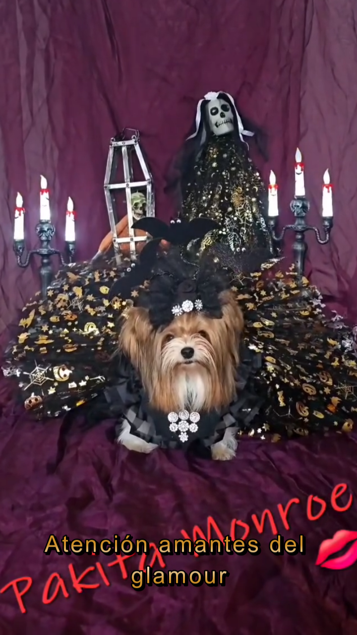 PAKITA MONROE, UN HALOWEEN DE LUGO Y GLAMOUR-01.11.2025